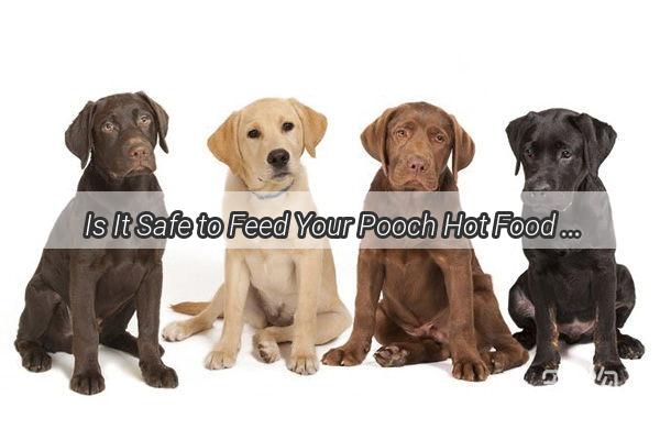 Is It Safe to Feed Your Pooch Hot Food Uncover the Truth